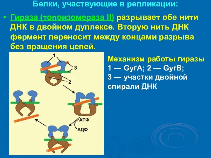 Белки, участвующие в репликации: Гираза (топоизомераза II) разрывает обе нити ДНК