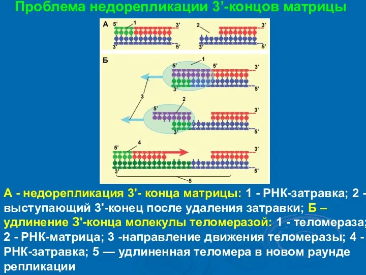 Проблема недорепликации 3’-концов матрицы А - недорепликация 3'- конца матрицы: 1