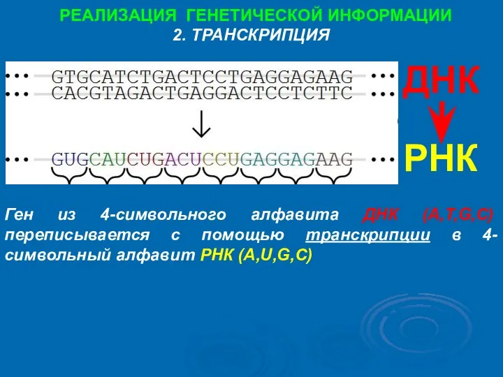 ДНК РНК Ген из 4-символьного алфавита ДНК (A,T,G,C) переписывается с помощью