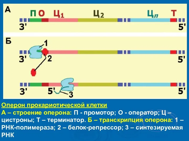 Оперон прокариотической клетки А – строение оперона: П - промотор; О