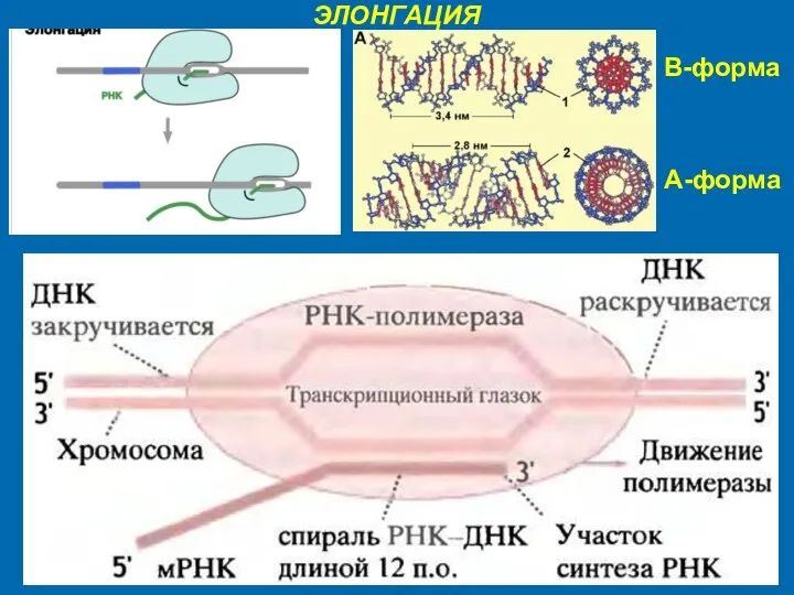 ЭЛОНГАЦИЯ В-форма А-форма