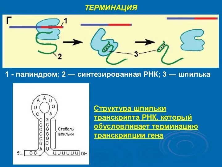 ТЕРМИНАЦИЯ 1 - палиндром; 2 — синтезированная РНК; 3 — шпилька