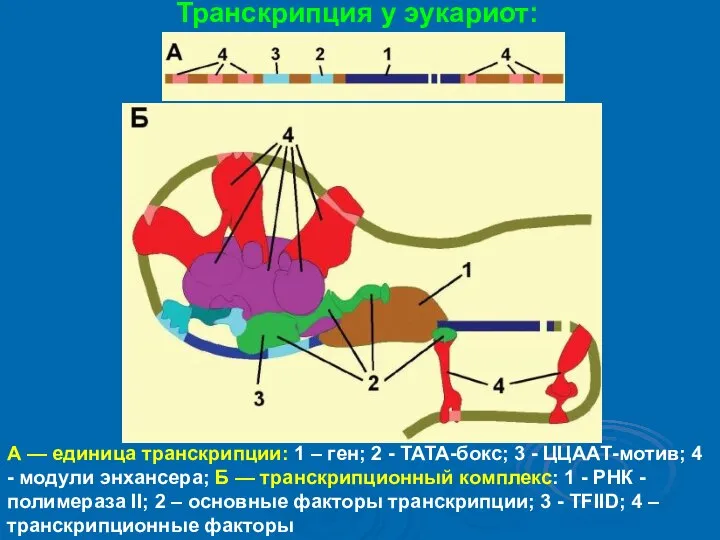 А — единица транскрипции: 1 – ген; 2 - ТАТА-бокс; 3