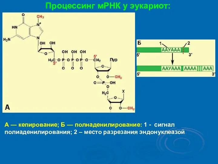 Процессинг мРНК у эукариот: А — кепирование; Б — полнаденилирование: 1