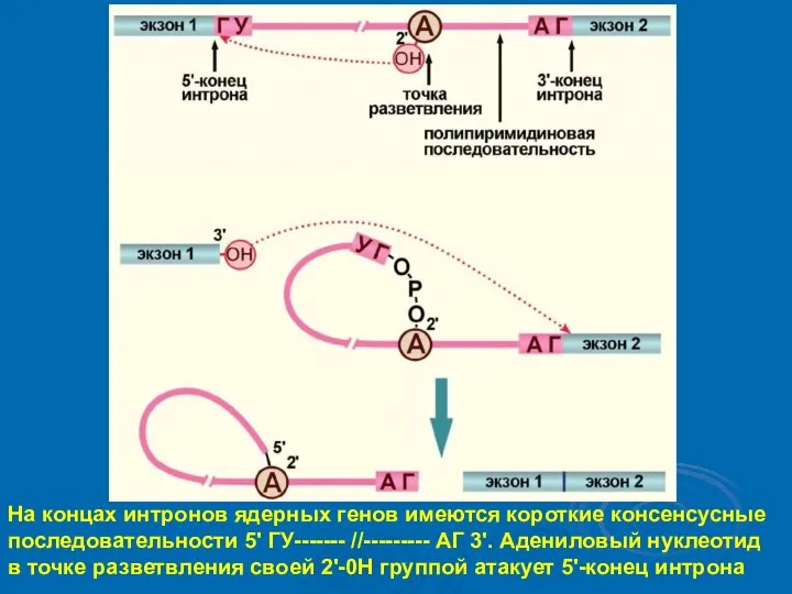 На концах интронов ядерных генов имеются короткие консенсусные последовательности 5' ГУ-------