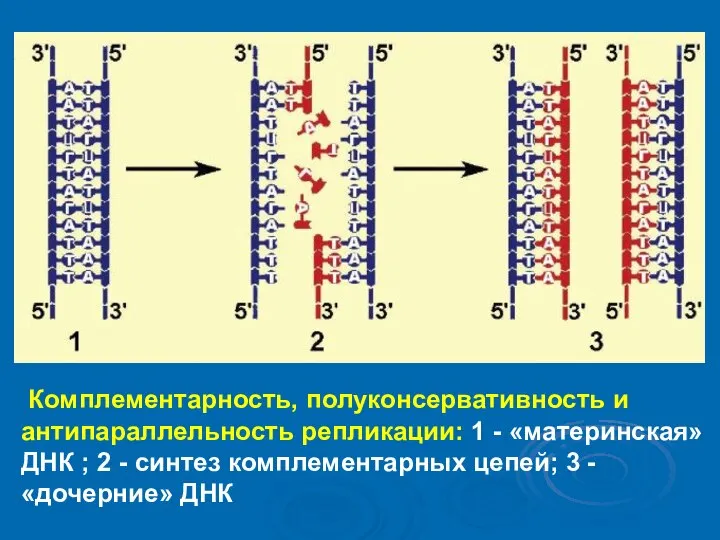 Комплементарность, полуконсервативность и антипараллельность репликации: 1 - «материнская» ДНК ; 2