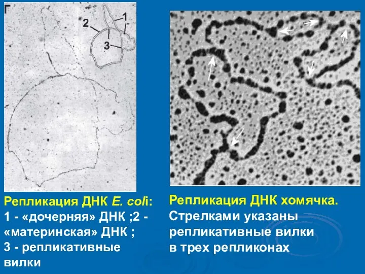 Репликация ДНК Е. coli: 1 - «дочерняя» ДНК ;2 - «материнская»