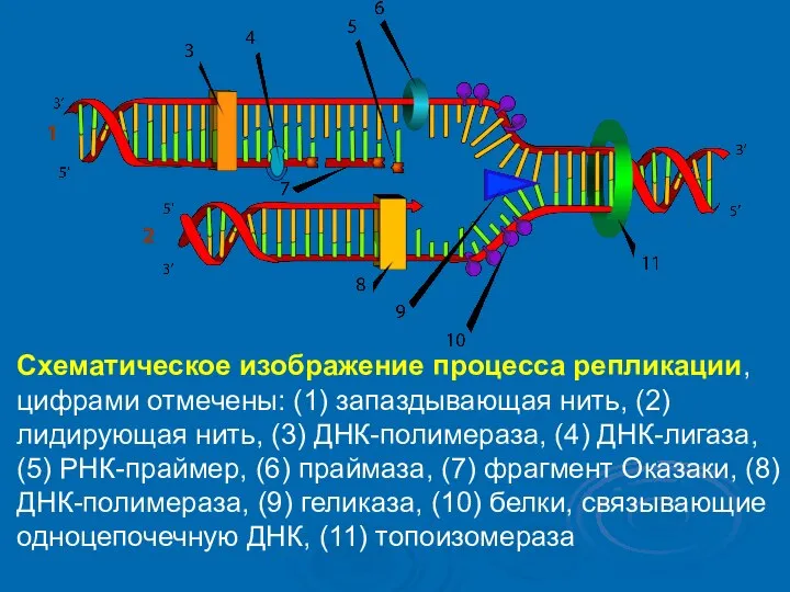 Схематическое изображение процесса репликации, цифрами отмечены: (1) запаздывающая нить, (2) лидирующая