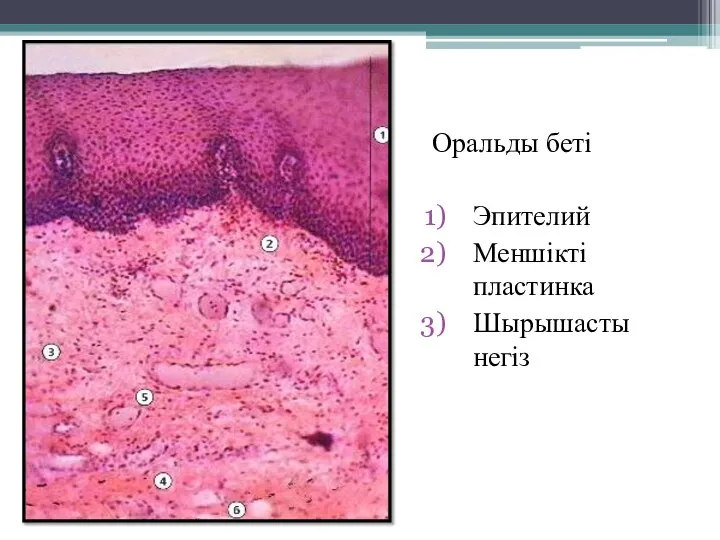 Оральды бетi Эпителий Меншiктi пластинка Шырышасты негіз