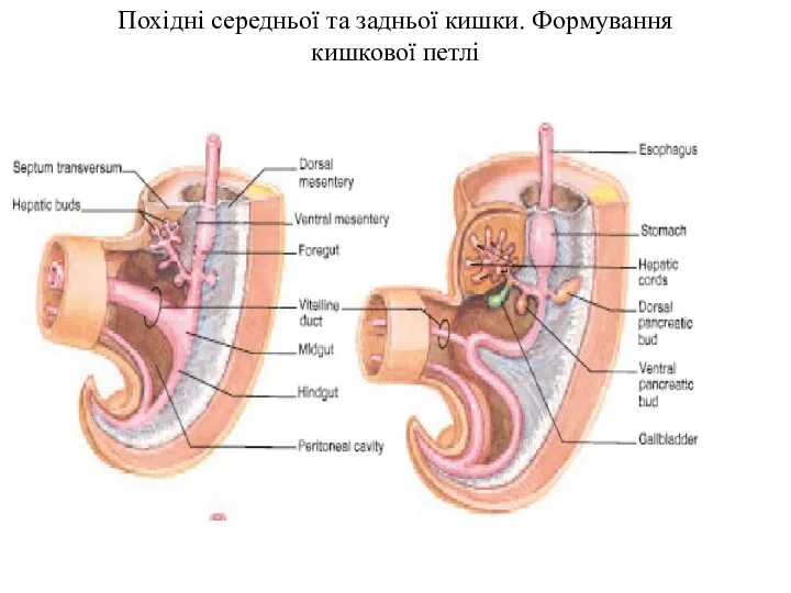 Похідні середньої та задньої кишки. Формування кишкової петлі