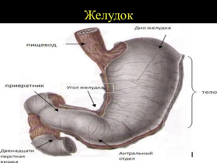 Желудок