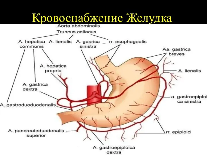 Кровоснабжение Желудка