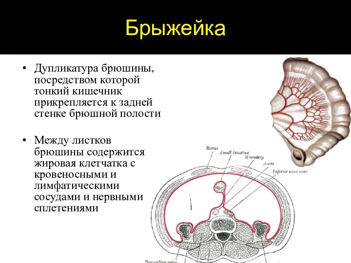 Брыжейка Дупликатура брюшины, посредством которой тонкий кишечник прикрепляется к задней стенке