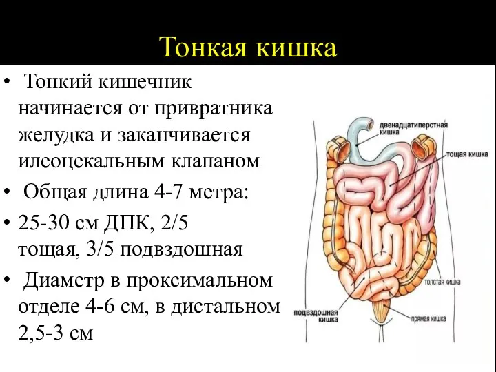 Тонкая кишка Тонкий кишечник начинается от привратника желудка и заканчивается илеоцекальным