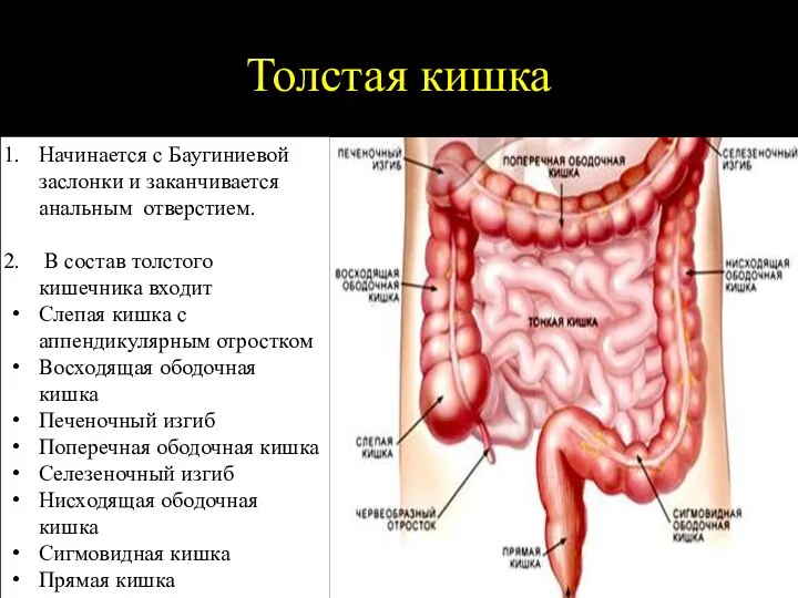 Толстая кишка Начинается с Баугиниевой заслонки и заканчивается анальным отверстием. В