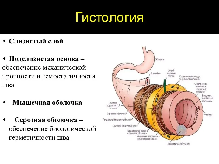 Гистология Слизистый слой Подслизистая основа – обеспечение механической прочности и гемостатичности