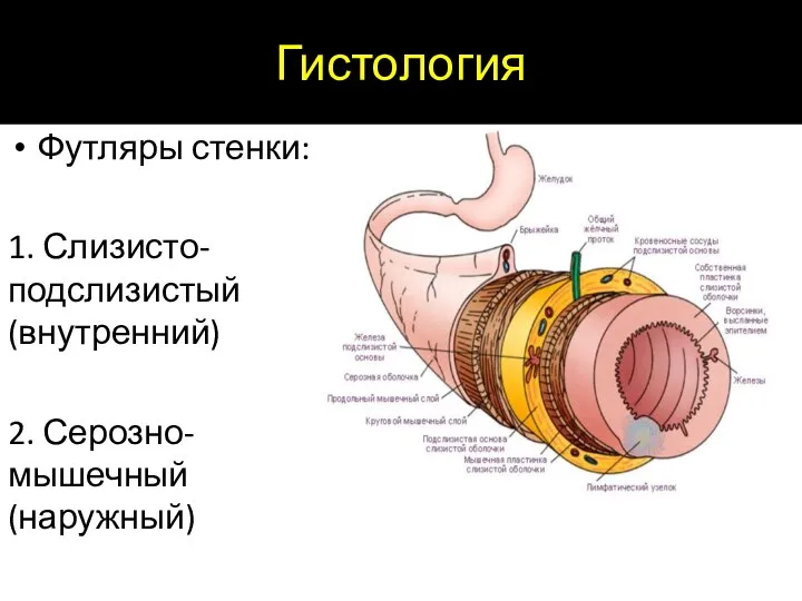 Гистология Футляры стенки: 1. Слизисто-подслизистый (внутренний) 2. Серозно-мышечный (наружный)