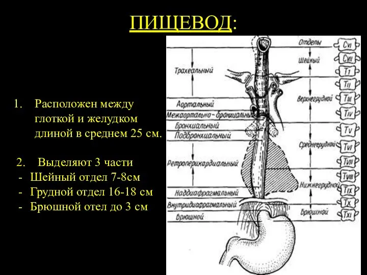 ПИЩЕВОД: Расположен между глоткой и желудком длиной в среднем 25 см.