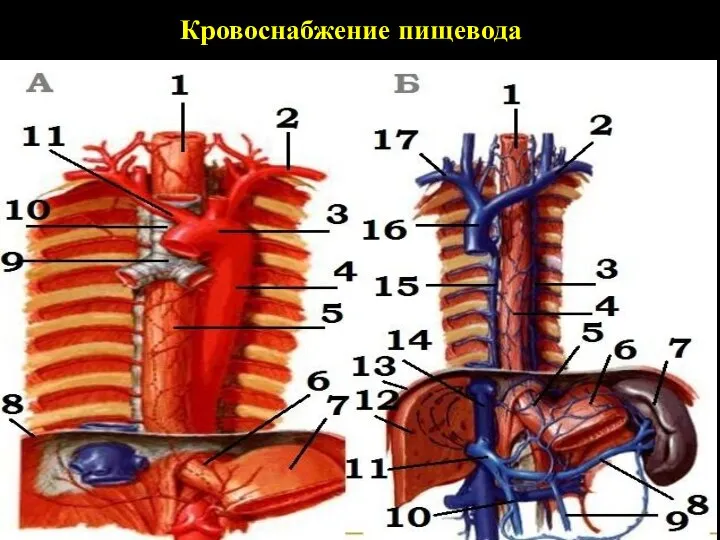 Кровоснабжение пищевода: