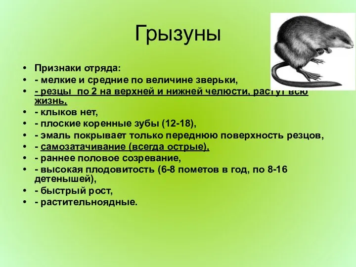 Грызуны Признаки отряда: - мелкие и средние по величине зверьки, -