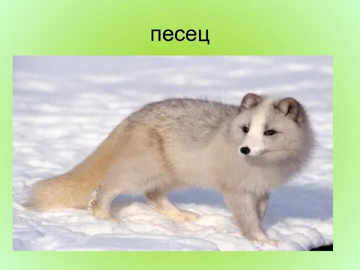 песец