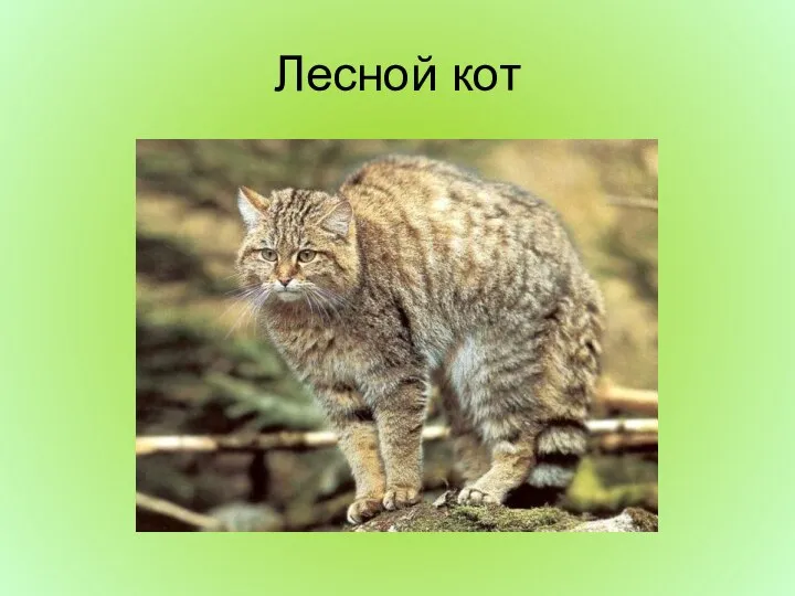 Лесной кот