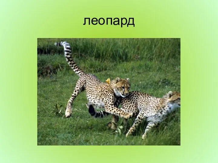 леопард