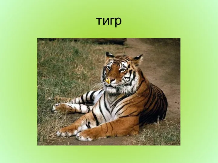 тигр