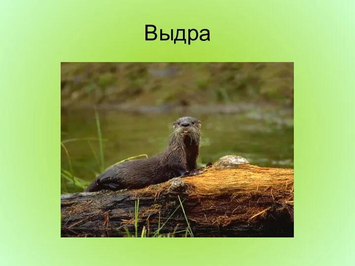 Выдра