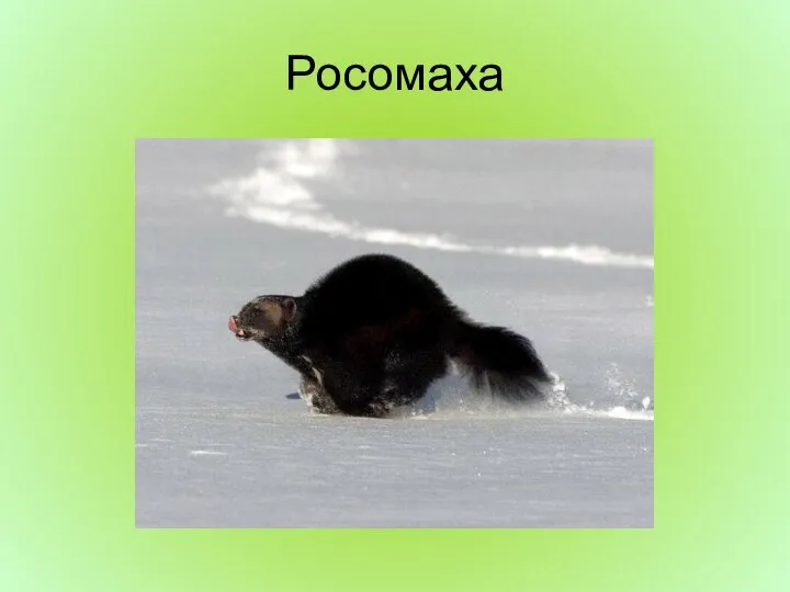 Росомаха