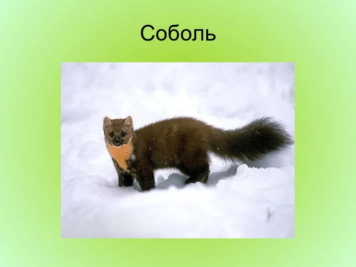 Соболь