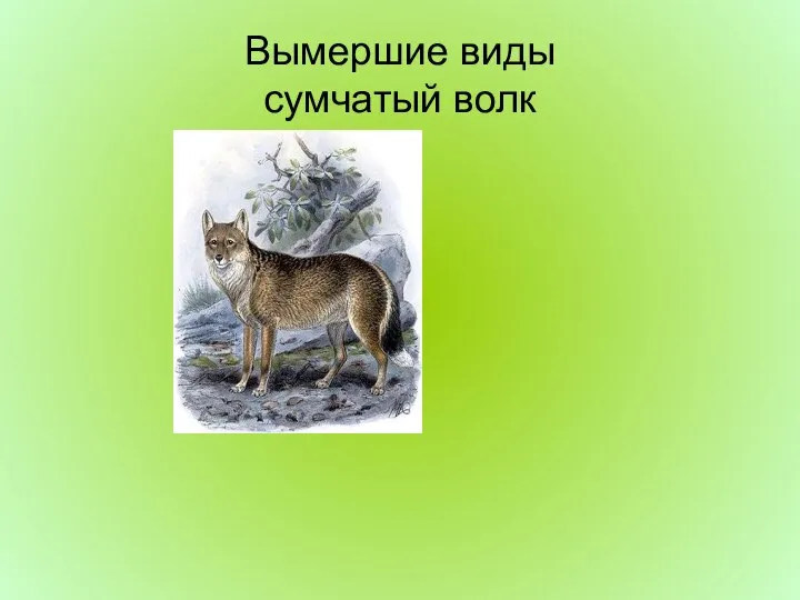 Вымершие виды сумчатый волк