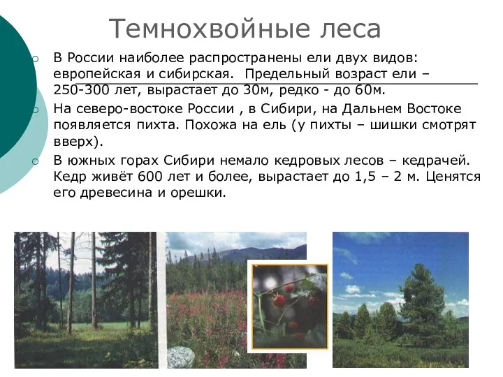 Темнохвойные леса В России наиболее распространены ели двух видов: европейская и
