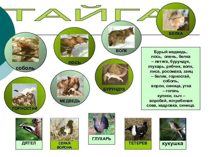 ТАЙГА соболь лось ВОЛК БЕЛКА БУРУНДУК МЕДВЕДЬ ГОРНОСТАЙ ДЯТЕЛ СЕРАЯ ВОРОНА