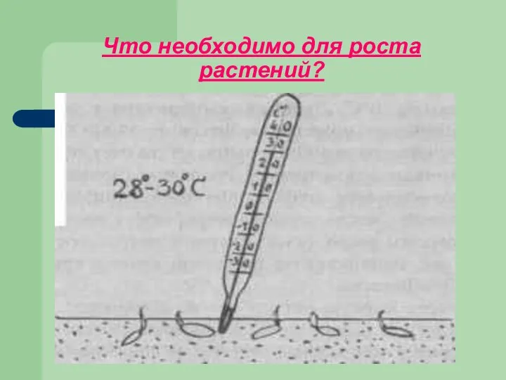 Что необходимо для роста растений?