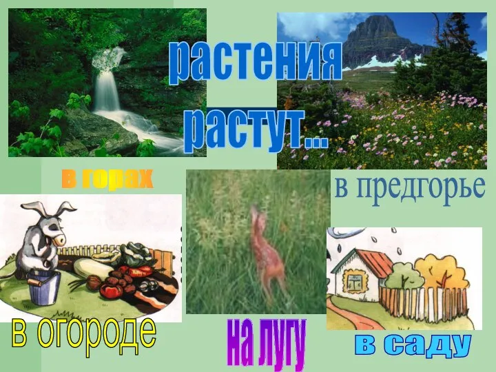 в предгорье на лугу растения растут... в горах в огороде в саду