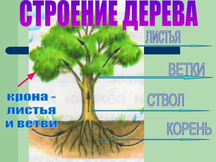 СТРОЕНИЕ ДЕРЕВА СТВОЛ КОРЕНЬ ВЕТКИ листья крона - листья и ветви