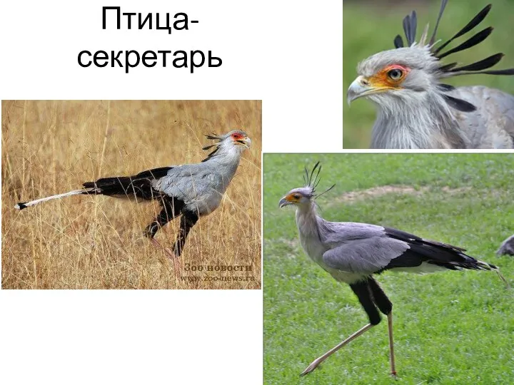 Птица-секретарь