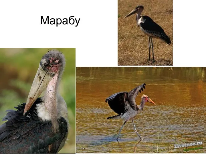 Марабу