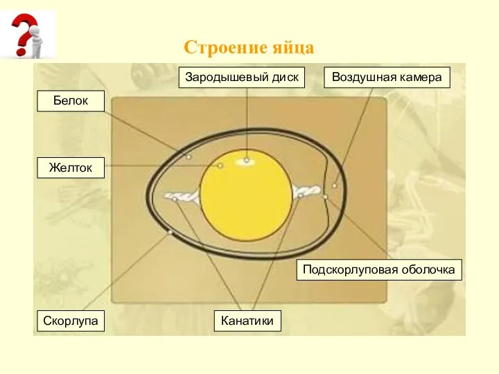 Строение яйца