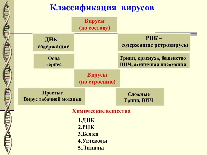 Классификация вирусов Химические вещества ДНК РНК Белки Углеводы Липиды