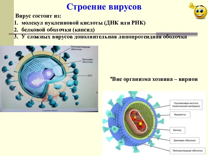 Строение вирусов Вирус состоит из: молекул нуклеиновой кислоты (ДНК или РНК)