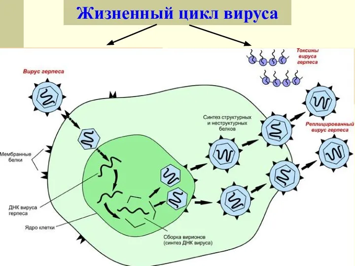 Жизненный цикл вируса Внеклеточная форма (вирион) – вирус не проявляет признаков