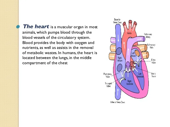 The heart is a muscular organ in most animals, which pumps