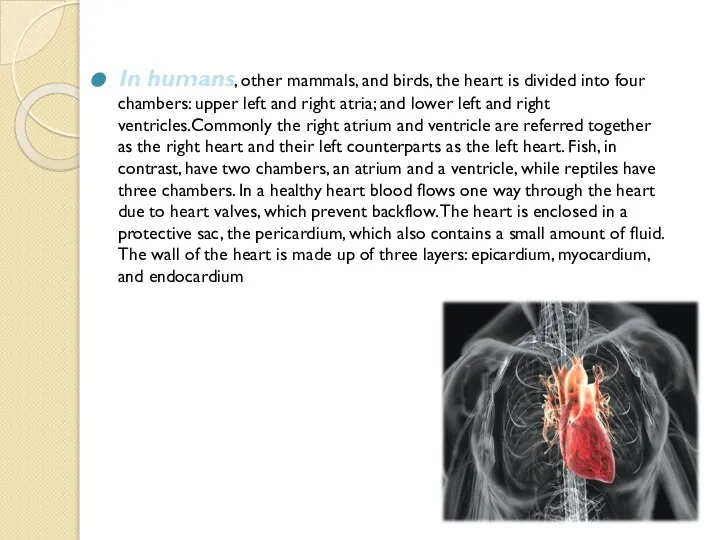 In humans, other mammals, and birds, the heart is divided into