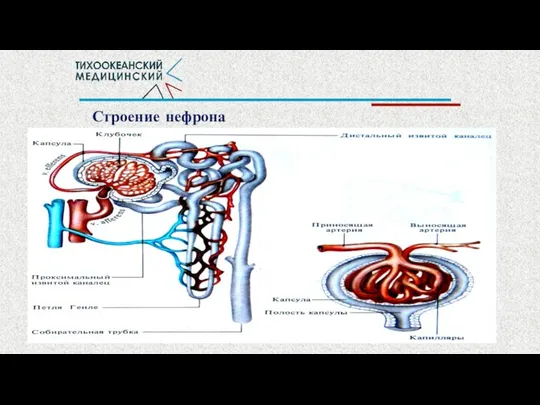 Строение нефрона