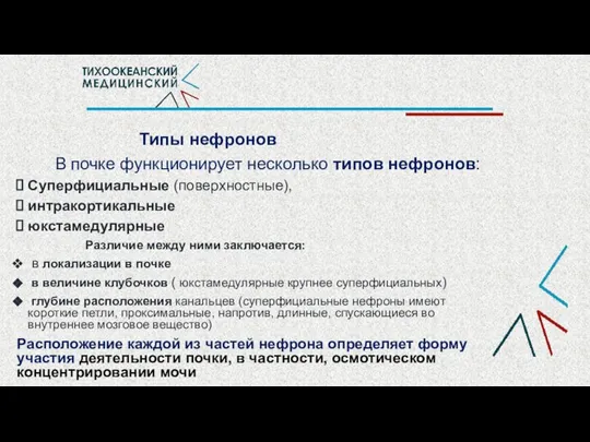 Типы нефронов В почке функционирует несколько типов нефронов: Суперфициальные (поверхностные), интракортикальные