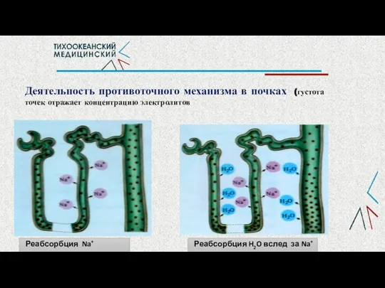 Деятельность противоточного механизма в почках (густота точек отражает концентрацию электролитов Реабсорбция