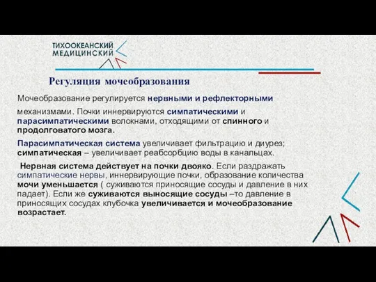 Регуляция мочеобразования Мочеобразование регулируется нервными и рефлекторными механизмами. Почки иннервируются симпатическими