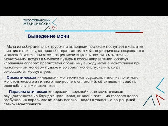 Выведение мочи Моча из собирательных трубок по выводным протокам поступает в